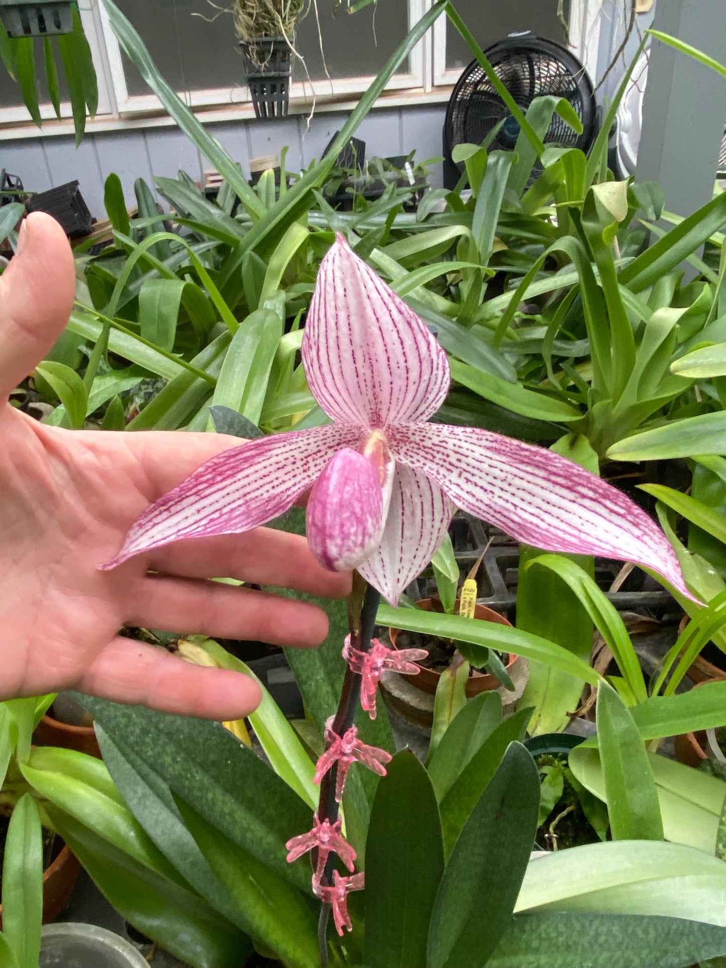 Paph. Bellatum (Gomatizer x Smile of Magician) x Rothschildianum (Mighty x Red Baron) not currently in bloom.