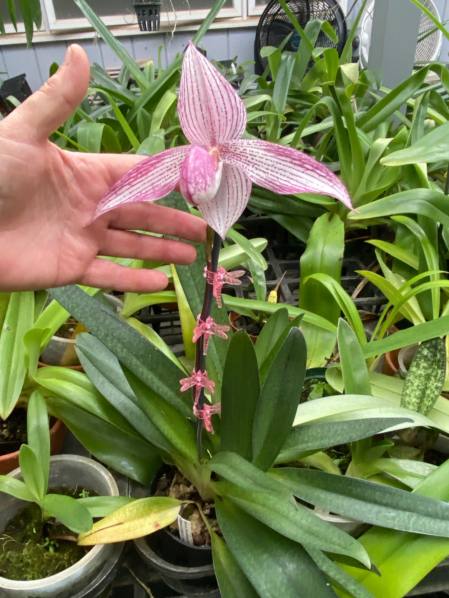 Paph. Bellatum (Gomatizer x Smile of Magician) x Rothschildianum (Mighty x Red Baron) not currently in bloom.