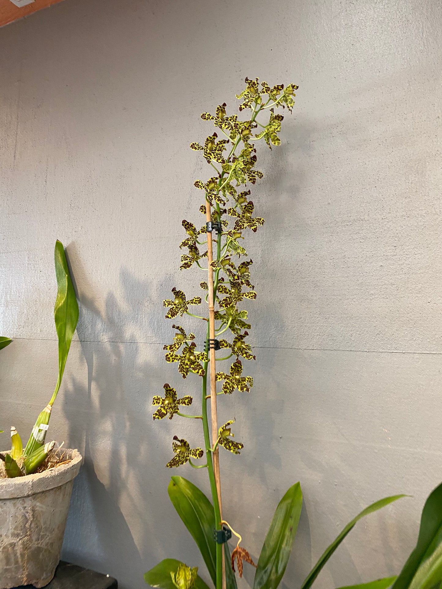 Grammatophyllum scriptum var. Leopard 4N x self not currently in spike