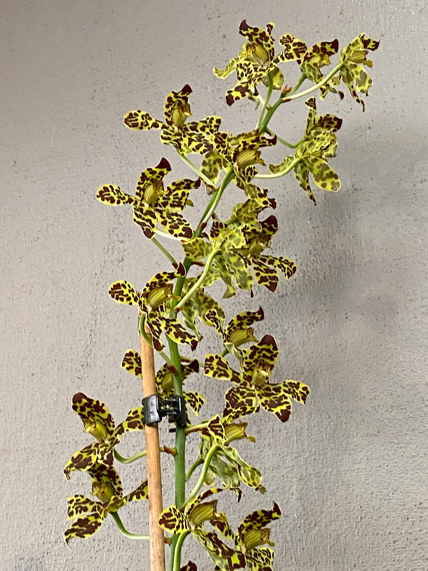 Grammatophyllum scriptum var. Leopard 4N x self not currently in spike