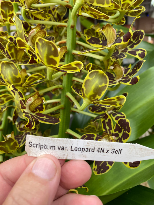 Grammatophyllum scriptum var. Leopard 4N x self in bloom now