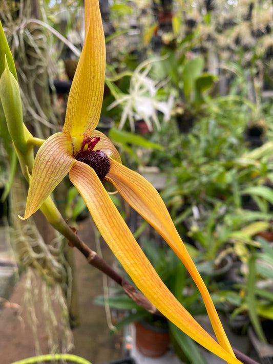 Bulbophyllum Echinolabium Hybrid