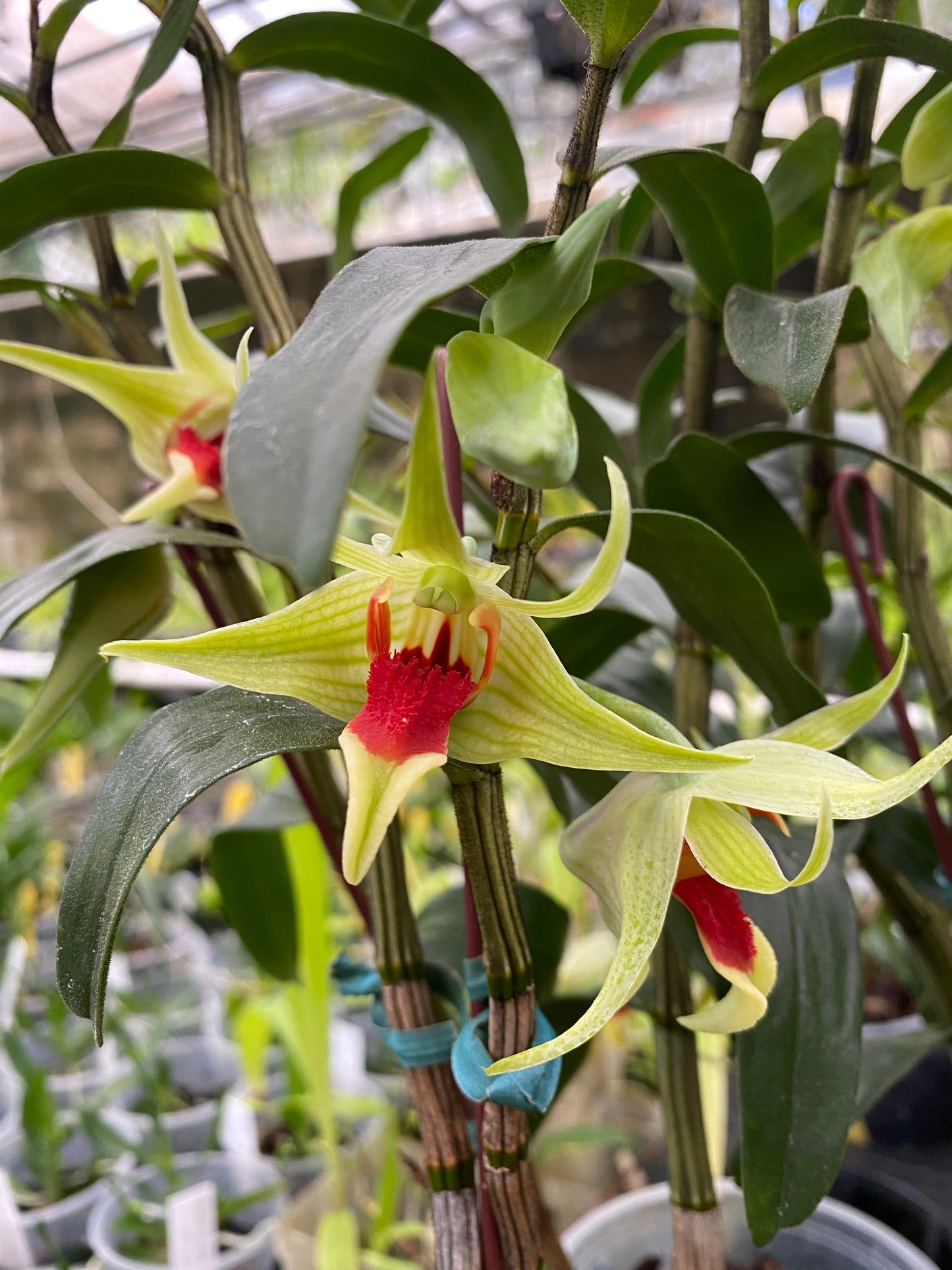 Den. suzukii x tobaense (in bloom or spike)