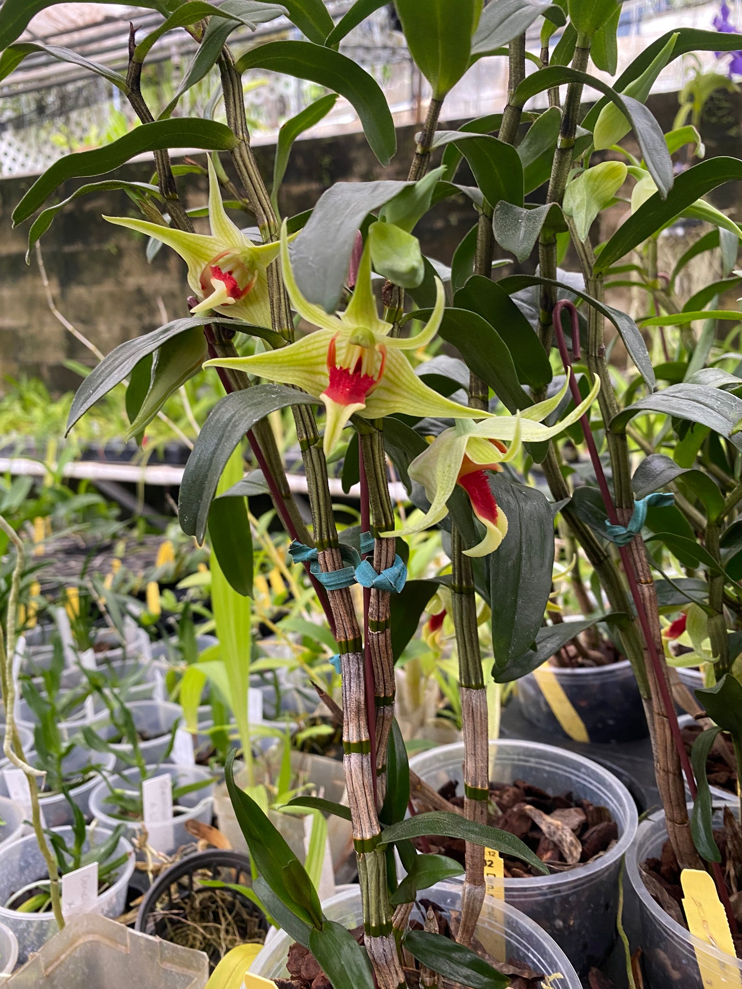 Den. suzukii x tobaense (in bloom or spike)