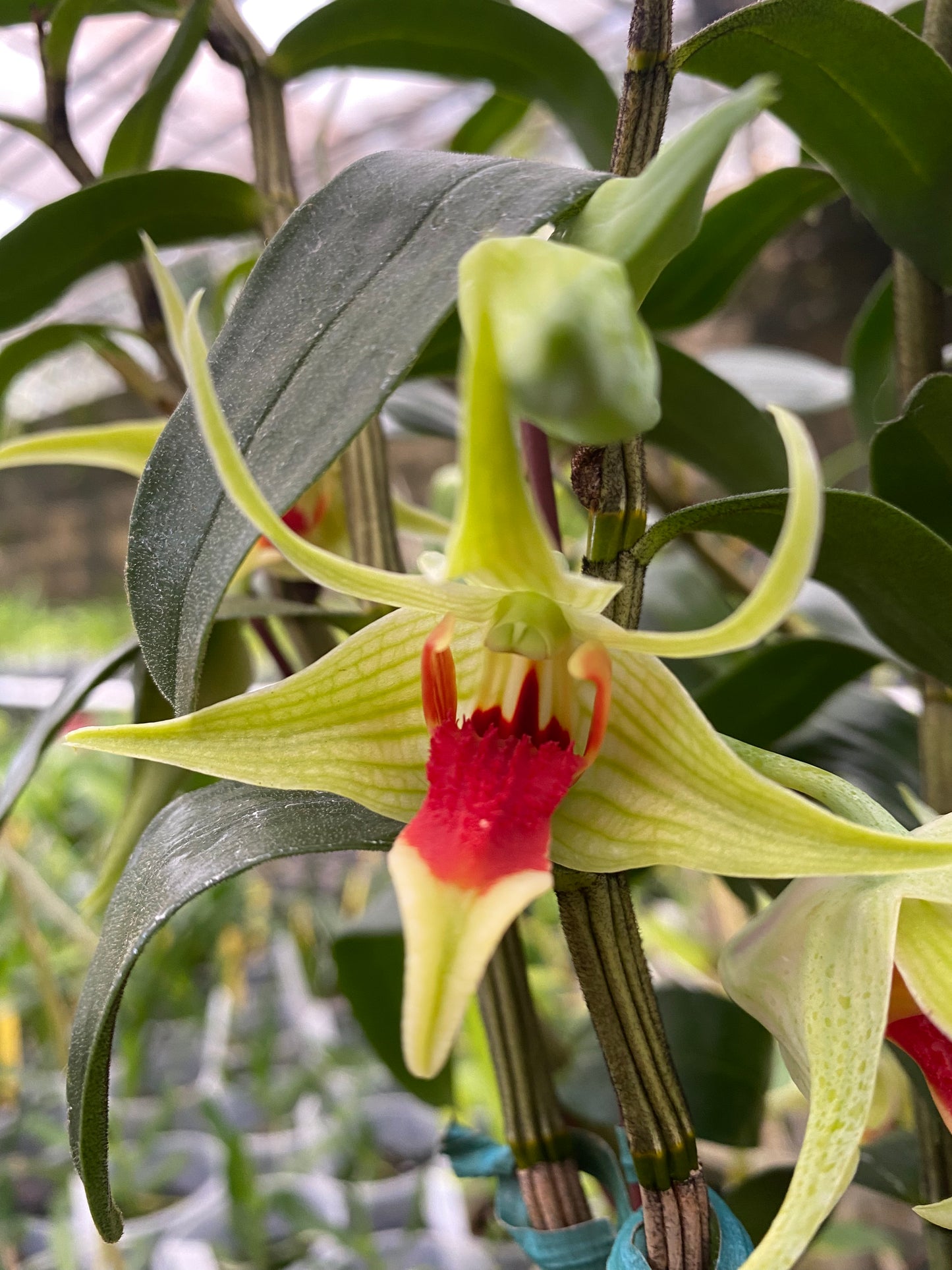 Den. suzukii x tobaense (in bloom or spike)