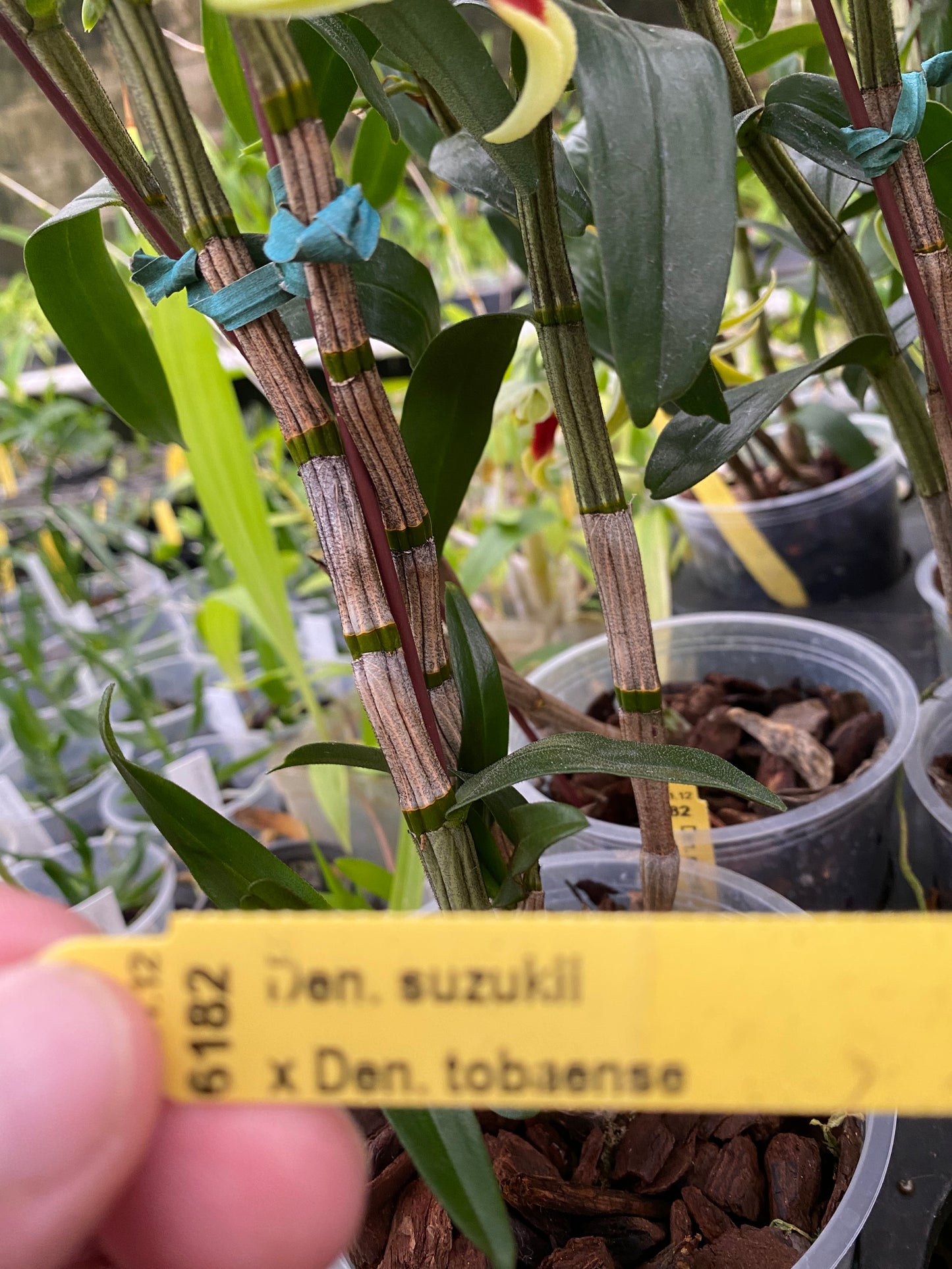 Den. suzukii x tobaense (in bloom or spike)