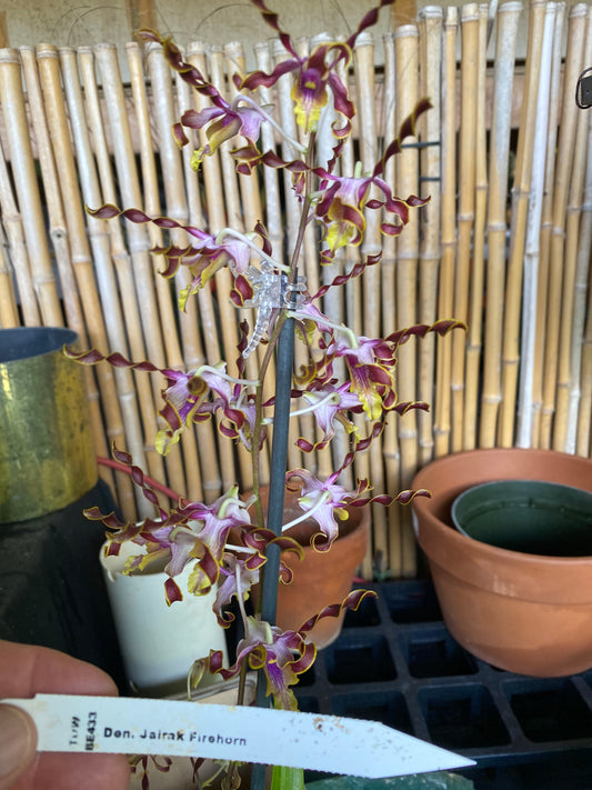 Den. Jairak Firehorn (in bloom or spike)