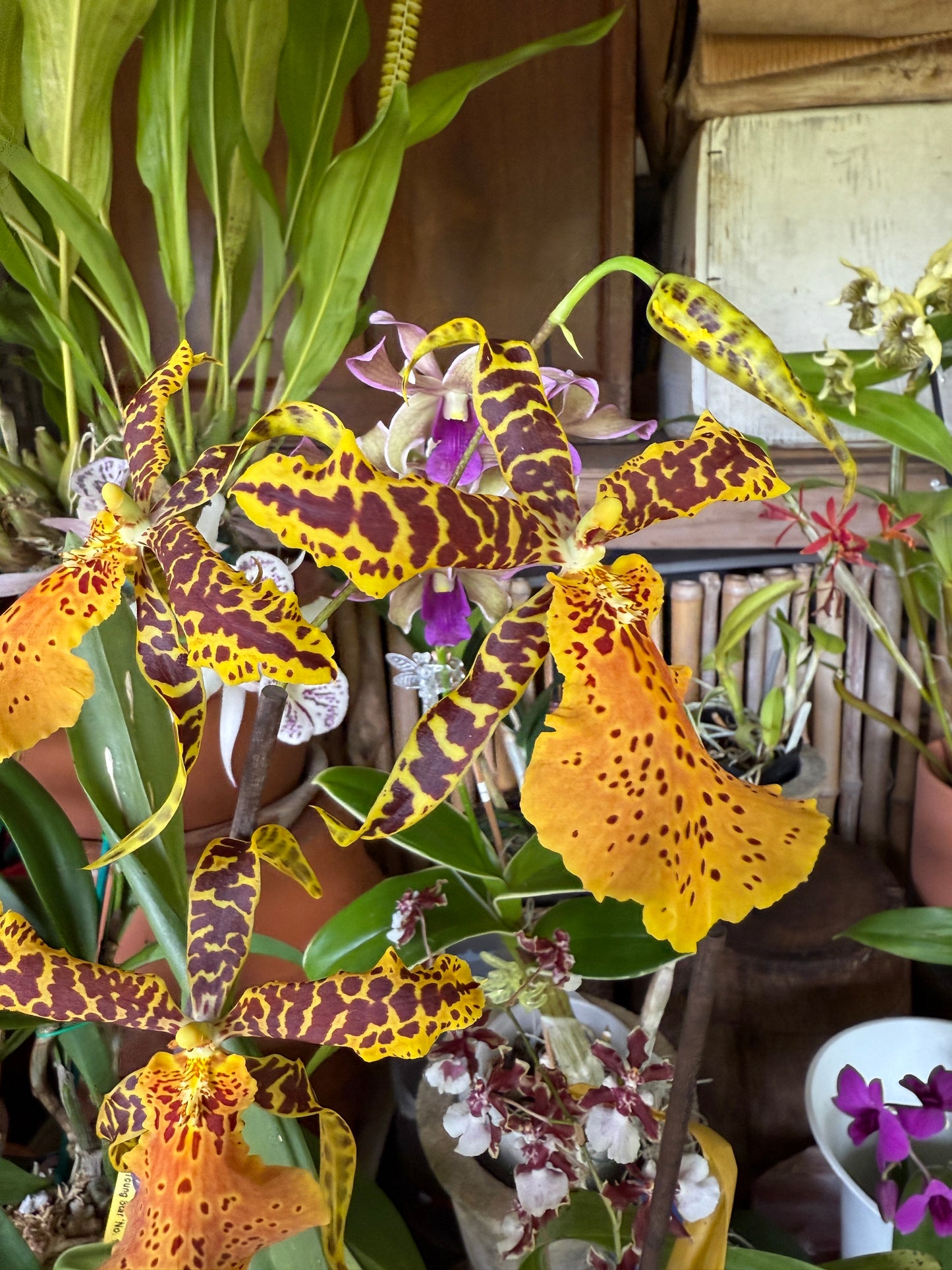 Alcra. Hilo Ablaze ‘Hilo Gold’ AM/AOS