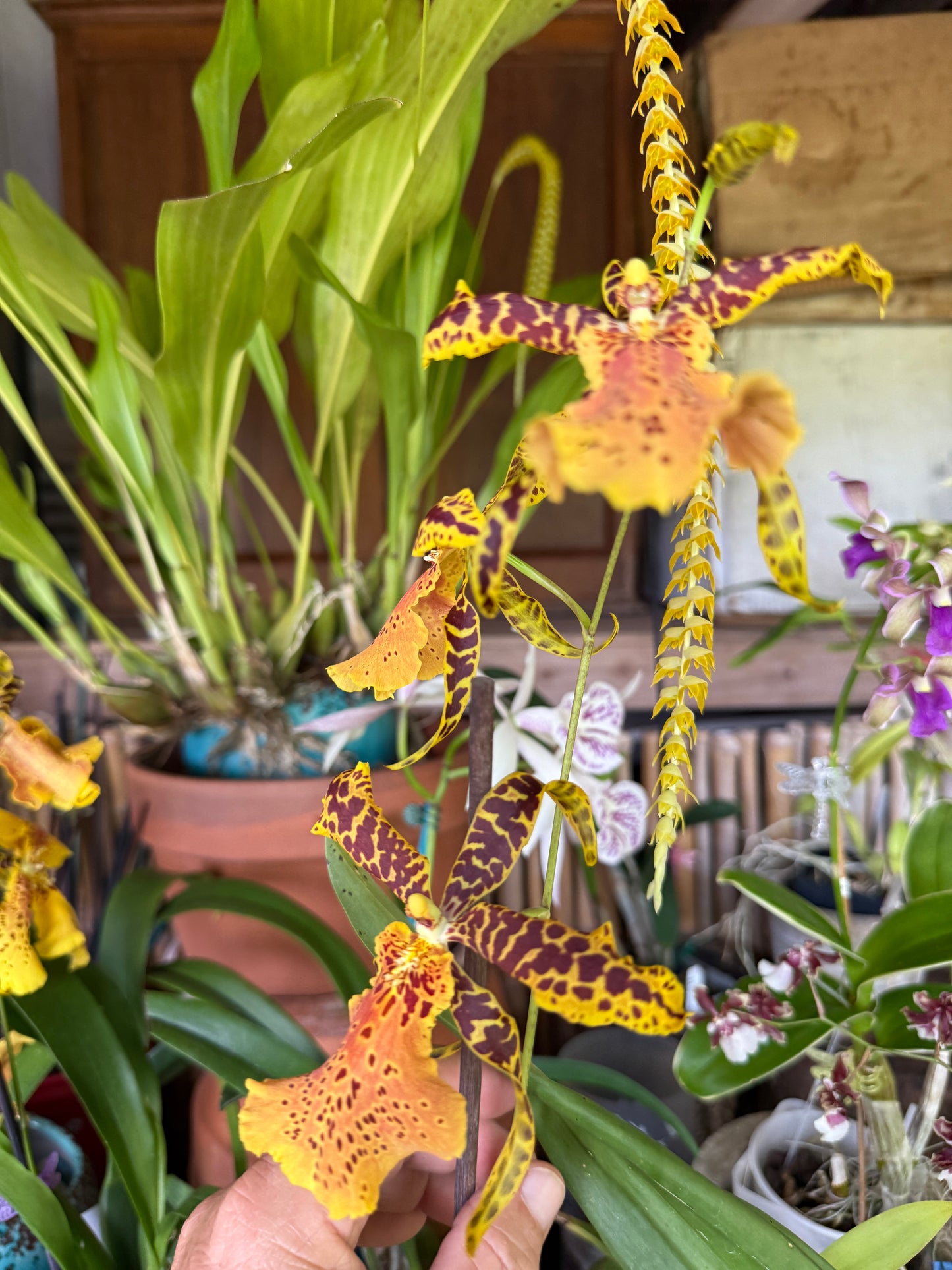 Alcra. Hilo Ablaze ‘Hilo Gold’ AM/AOS