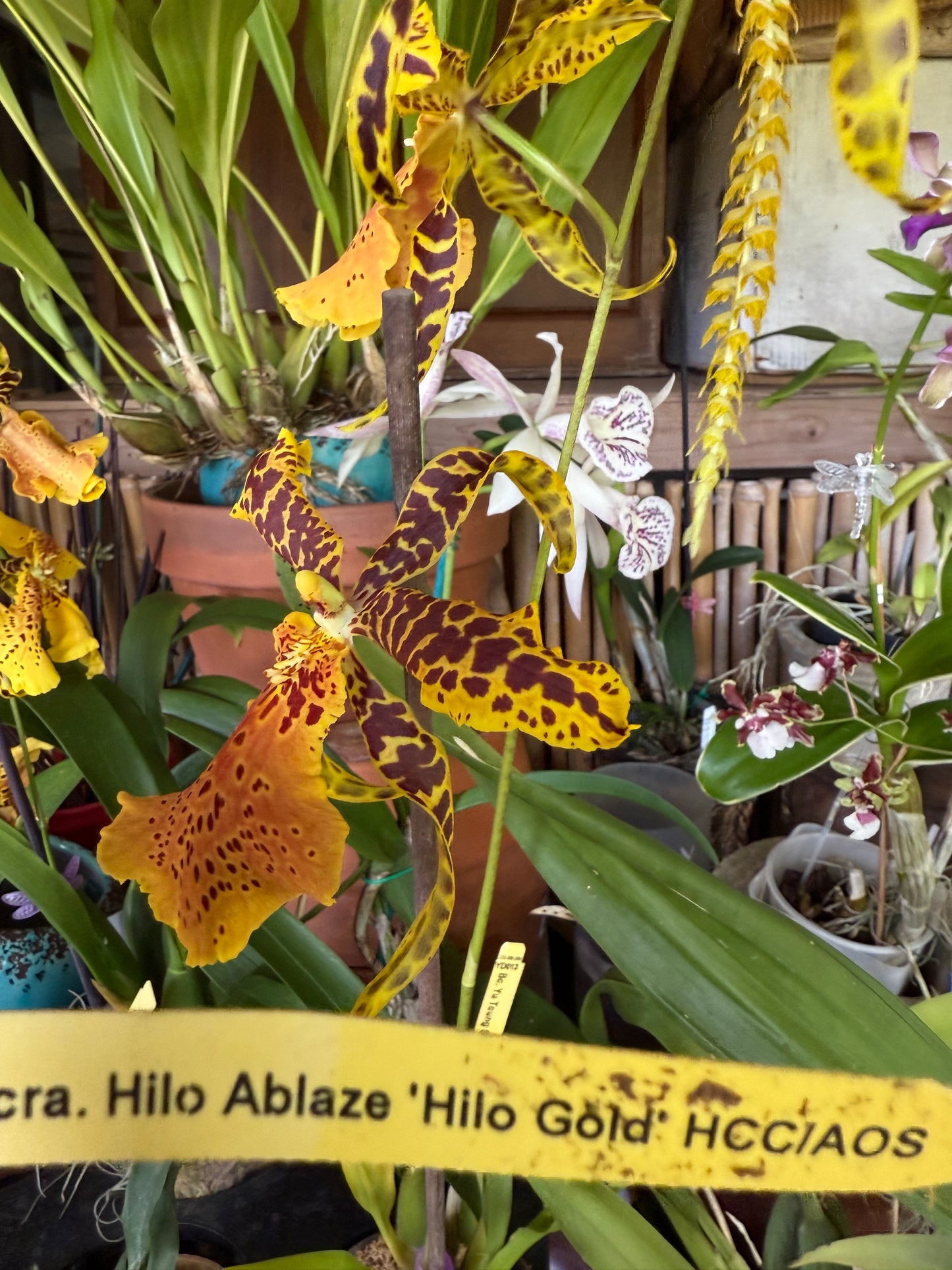 Alcra. Hilo Ablaze ‘Hilo Gold’ AM/AOS