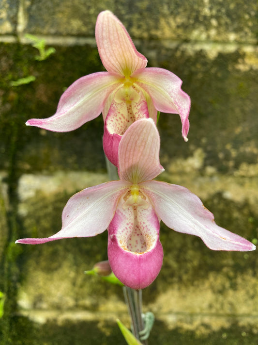 Phrag. Sedenii 'Blush' (not currently in bloom)