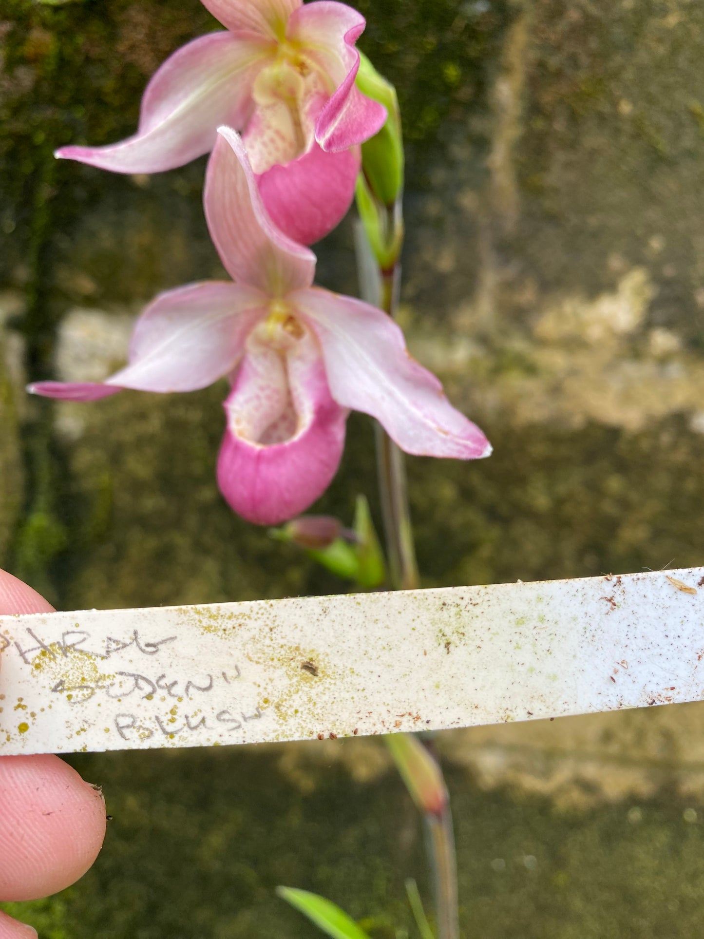 Phrag. Sedenii 'Blush' (not currently in bloom)