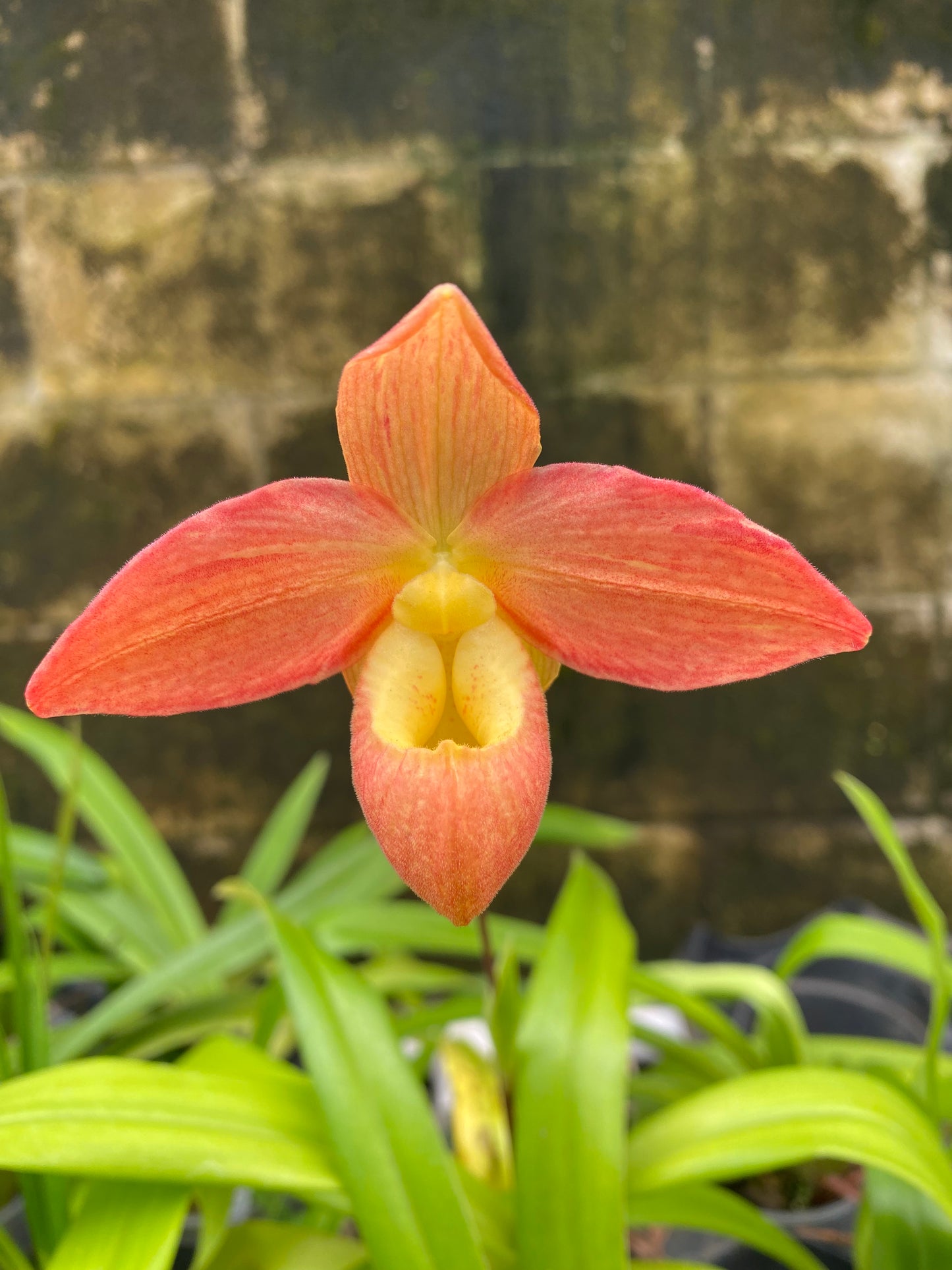 Phrag. Don Wimber 'flavacolor' not currently in bloom (Copy)