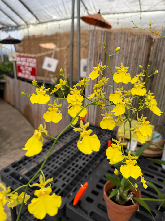 Onc. Lemon Heart