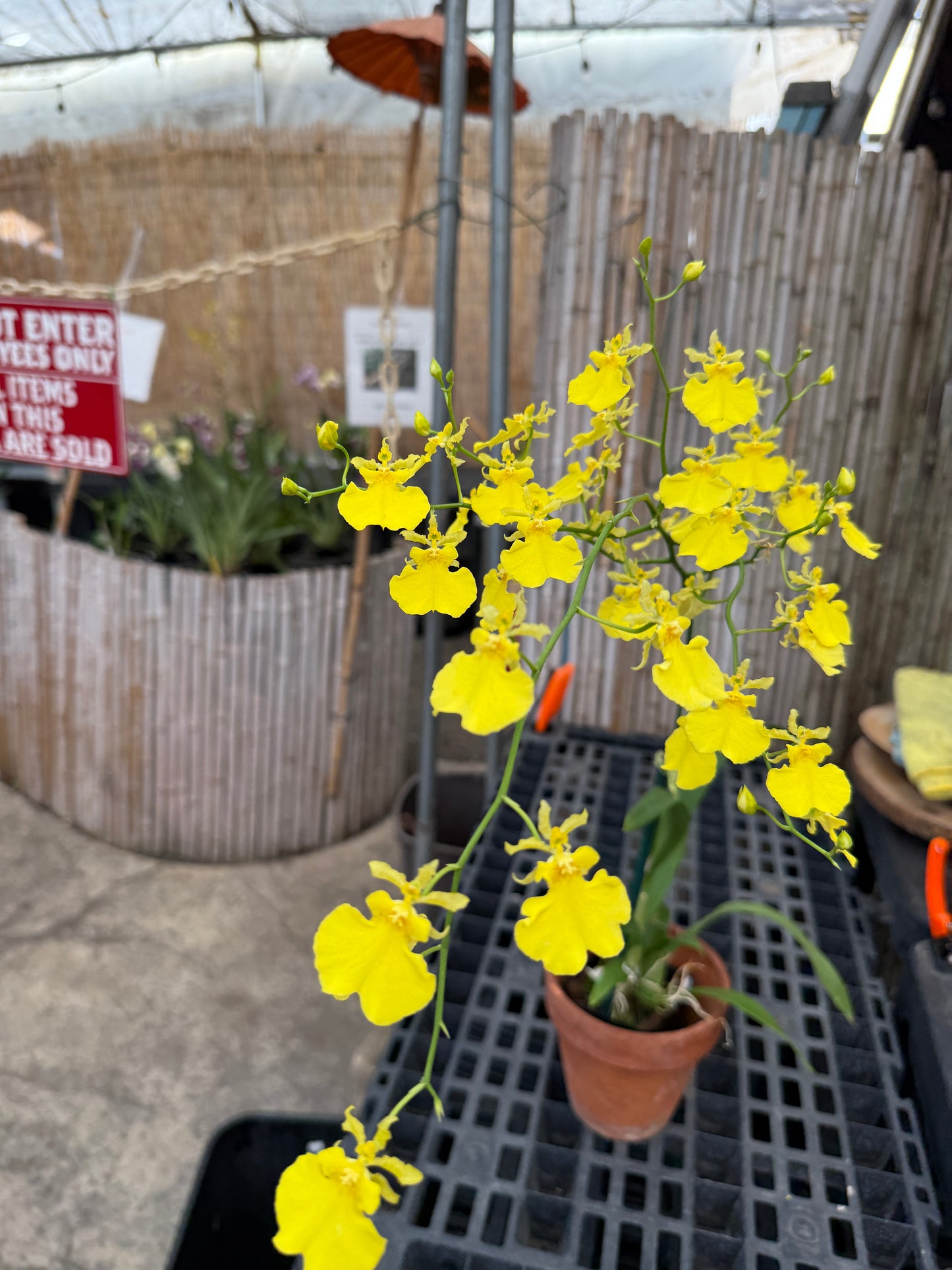 Onc. Lemon Heart