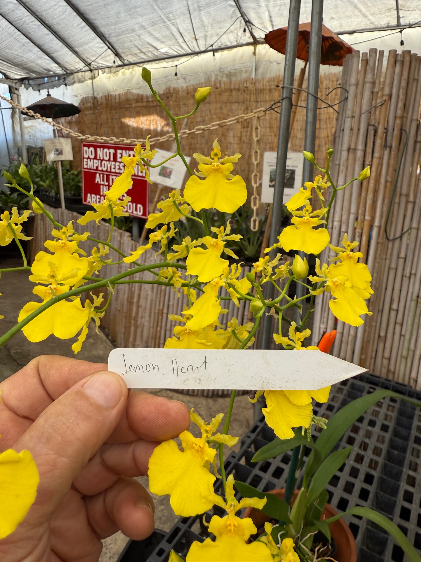 Onc. Lemon Heart