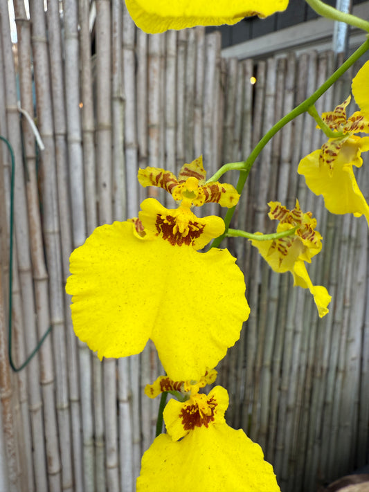 Onc. Aloha Iwanaga