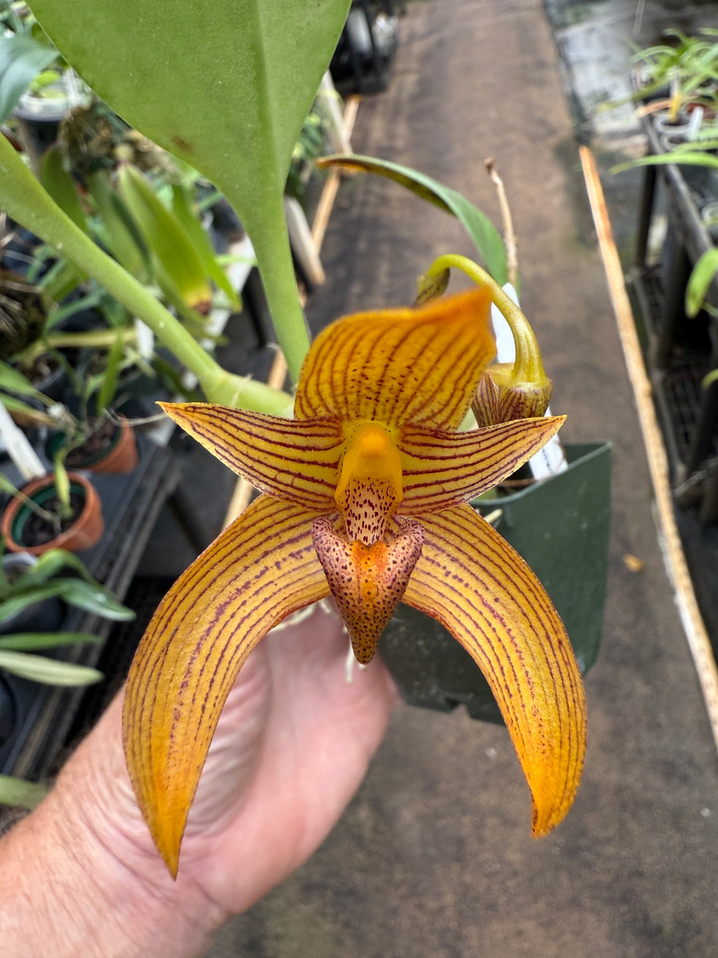 Bulb. claptonense