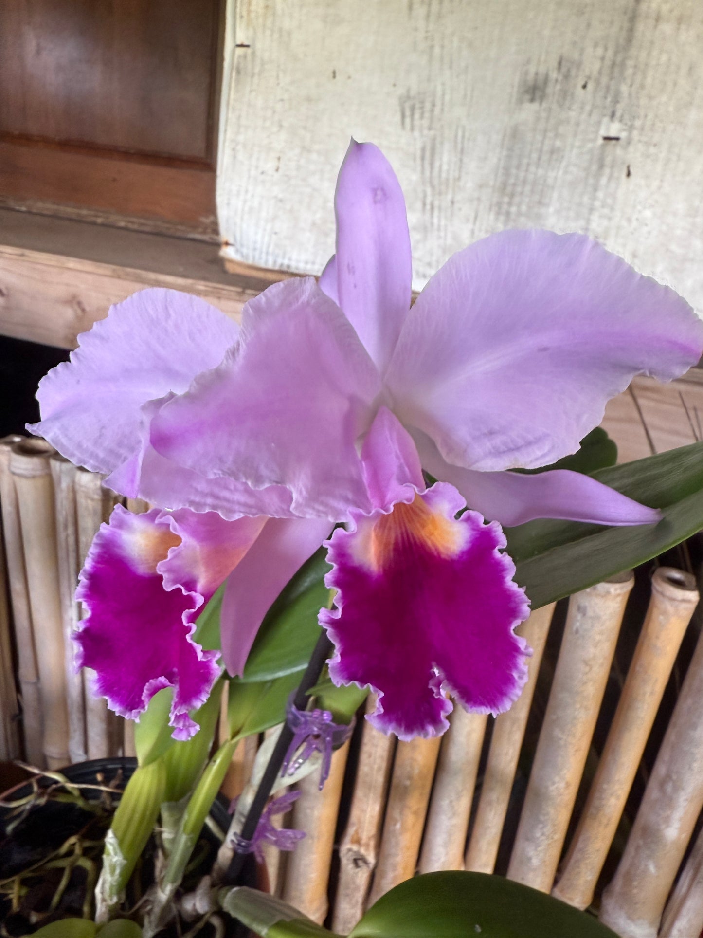 C. jemanii v. alba x C. trianae v. coerulea 'Blue'