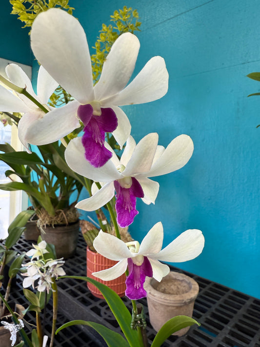 Dendrobium Woon Leng orchid (Copy)