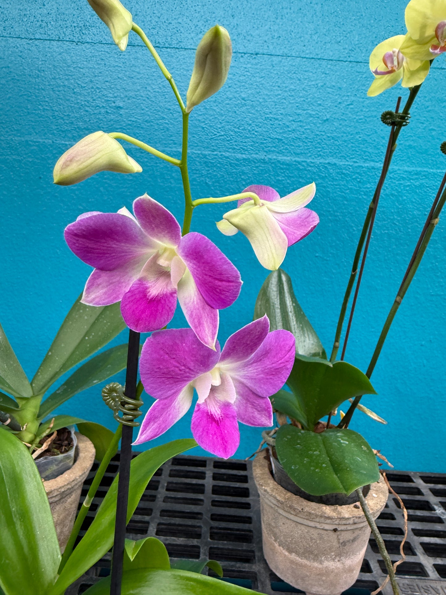 Dendrobium Burana Pinky orchid