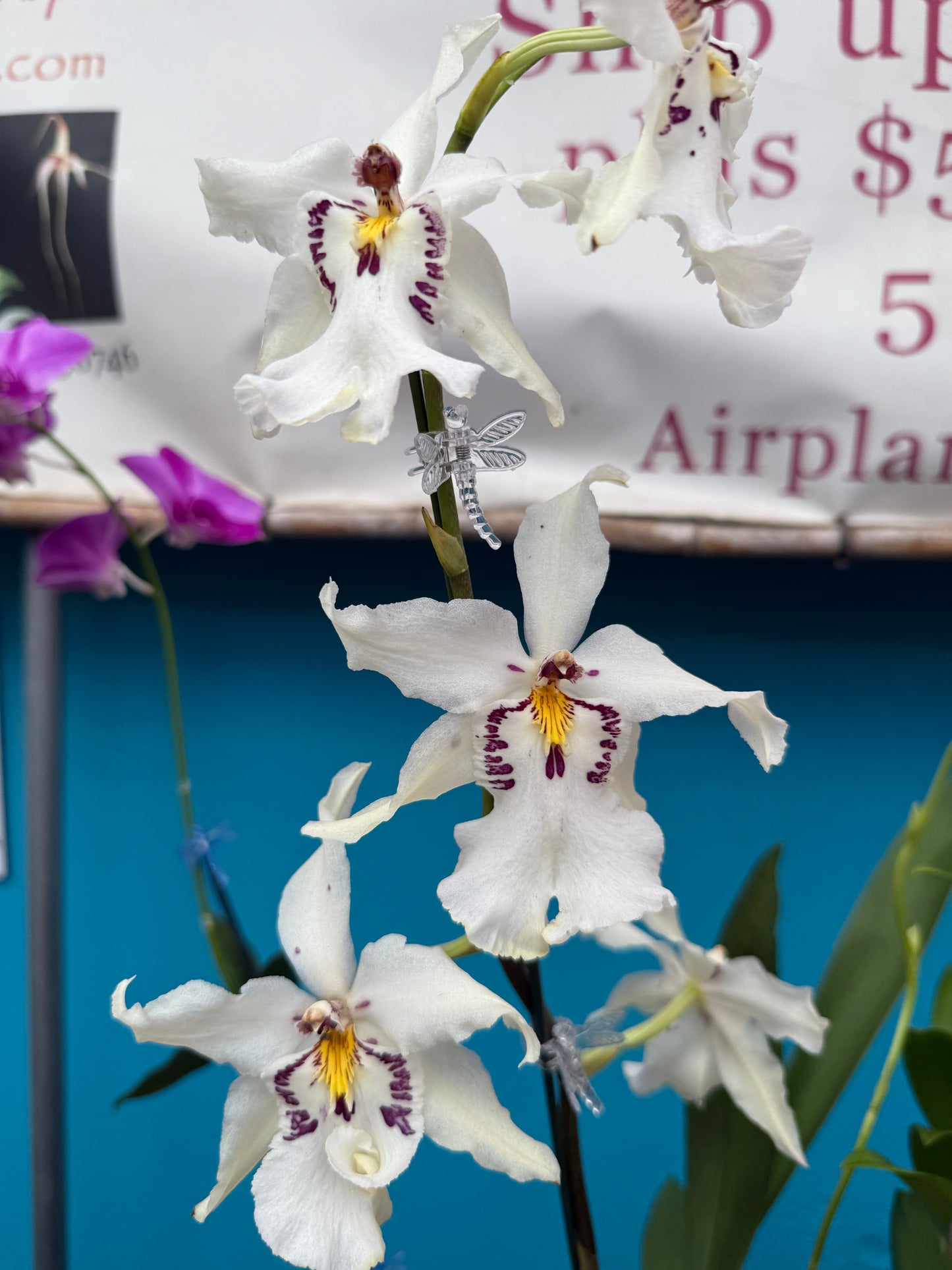 Bllra Ysabella 'Lunar Eclipse' orchid