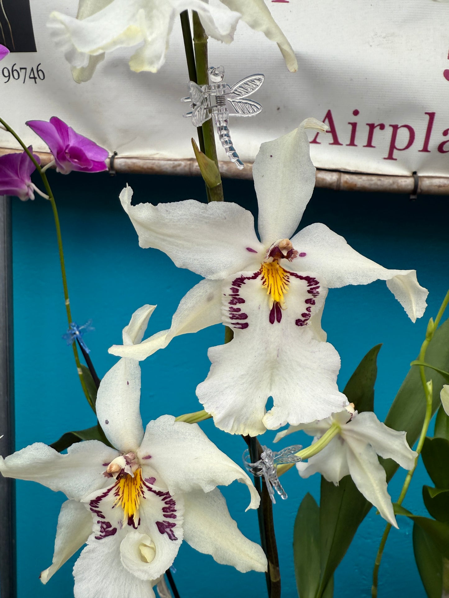 Bllra Ysabella 'Lunar Eclipse' orchid