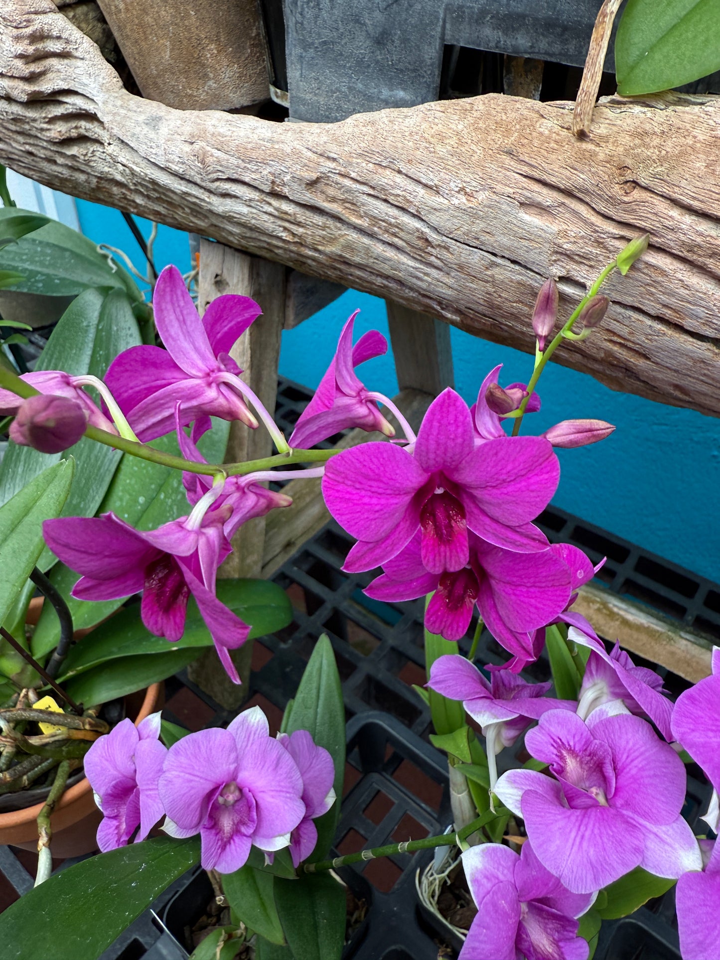 Dendrobium Enobi orchid