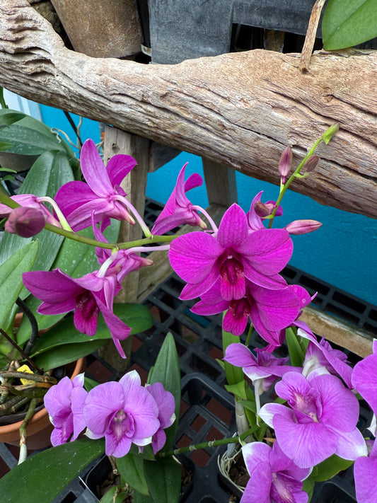 Dendrobium Enobi orchid