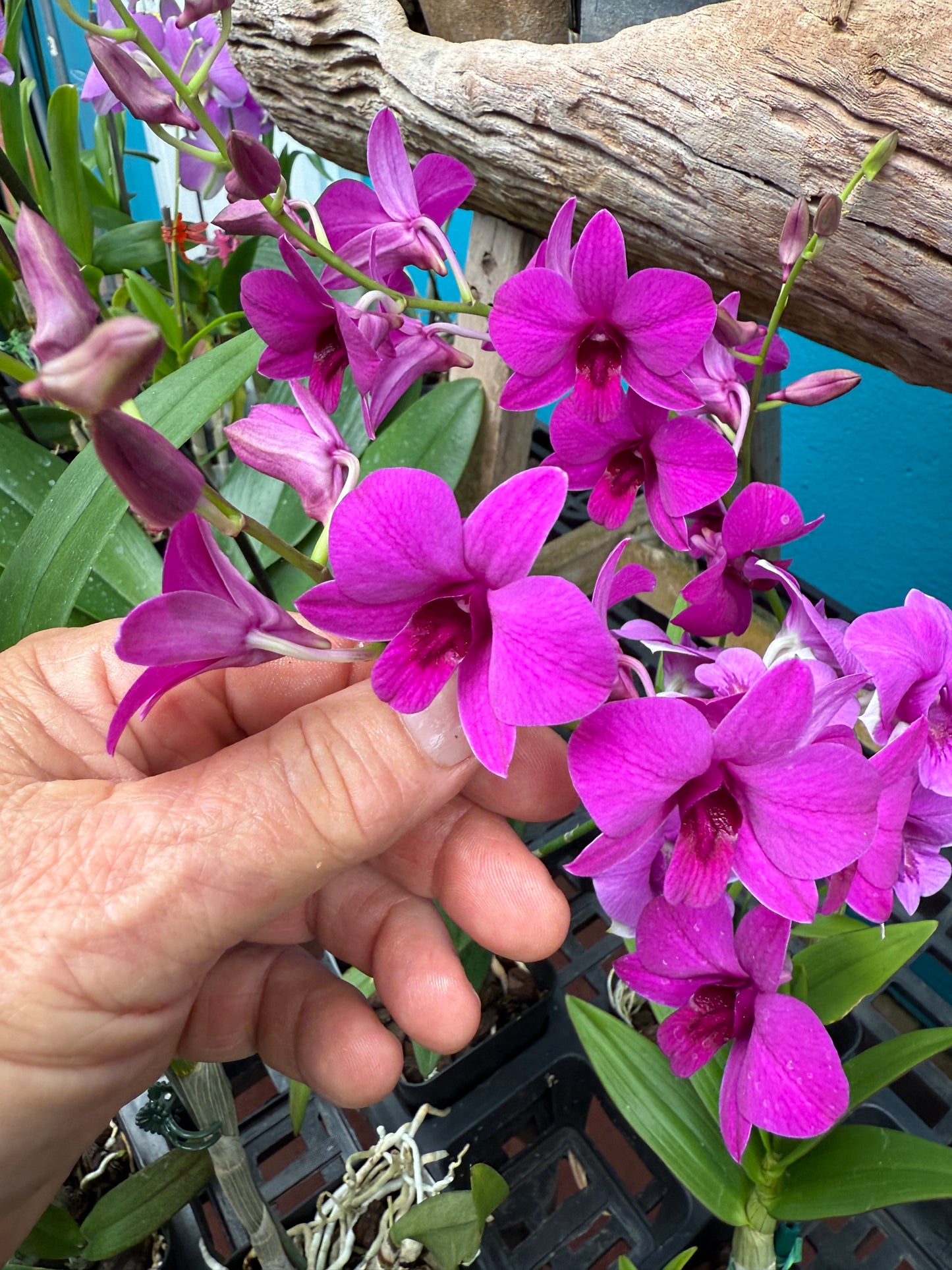 Dendrobium Enobi orchid