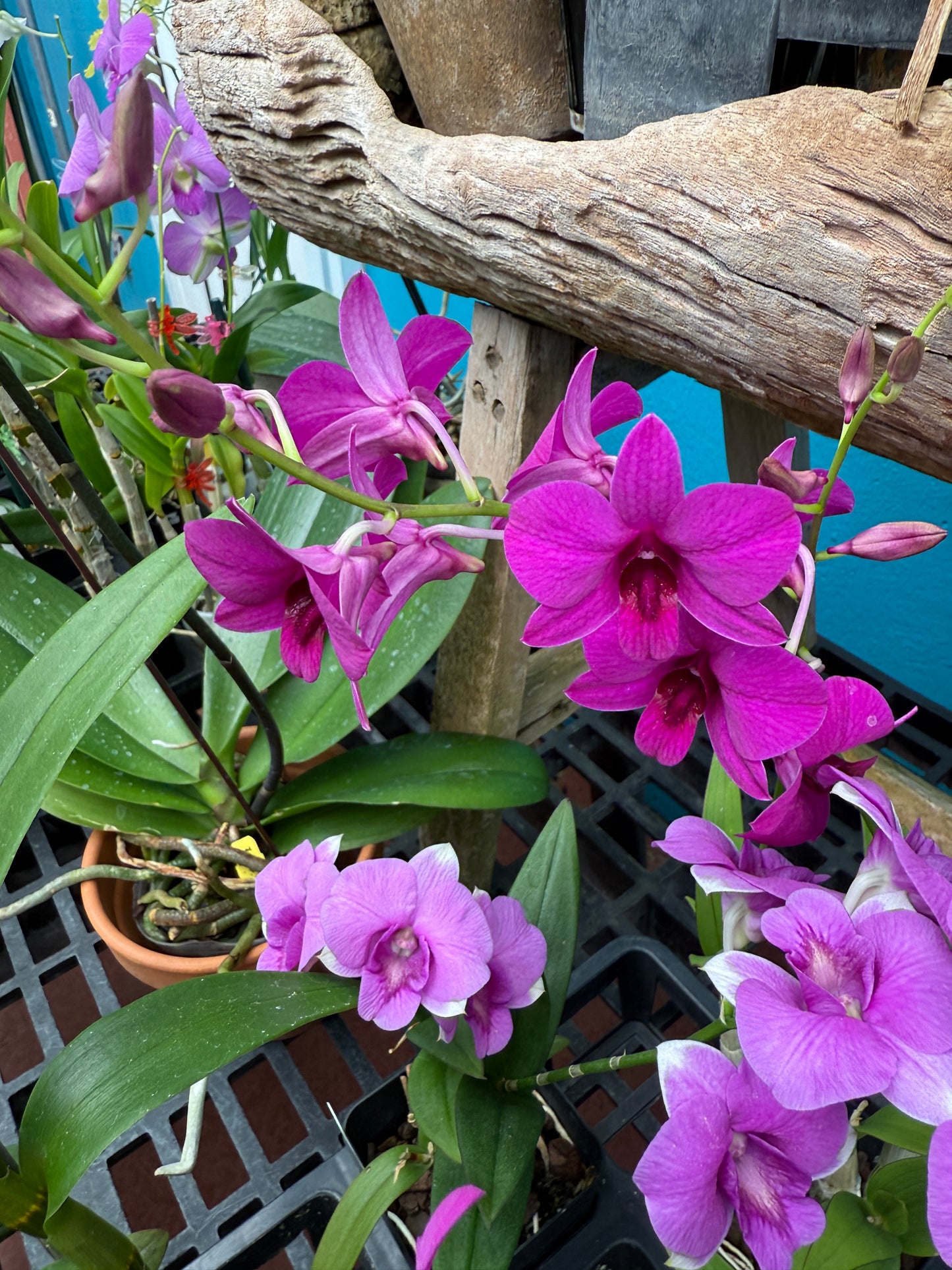 Dendrobium Enobi orchid