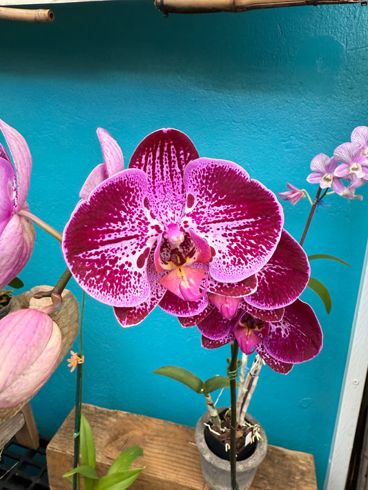 Phalaenopsis Purple Flare orchid -growers choice