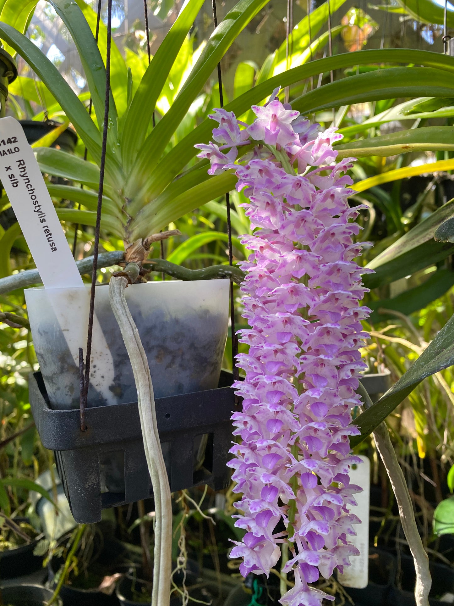 Rhyncostylis retusa (plant only, not in bud or bloom)