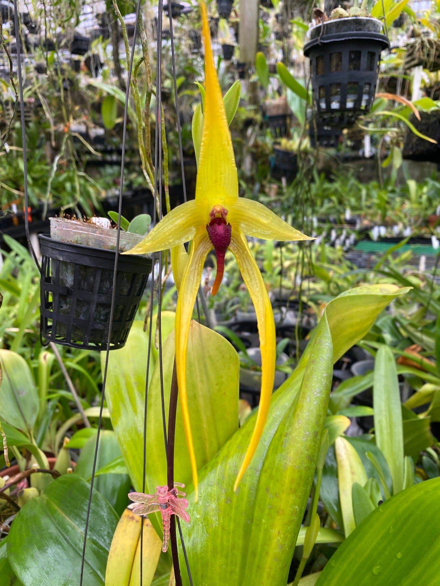 Bulbophyllum Wilber Chang not currently in bloom or spike