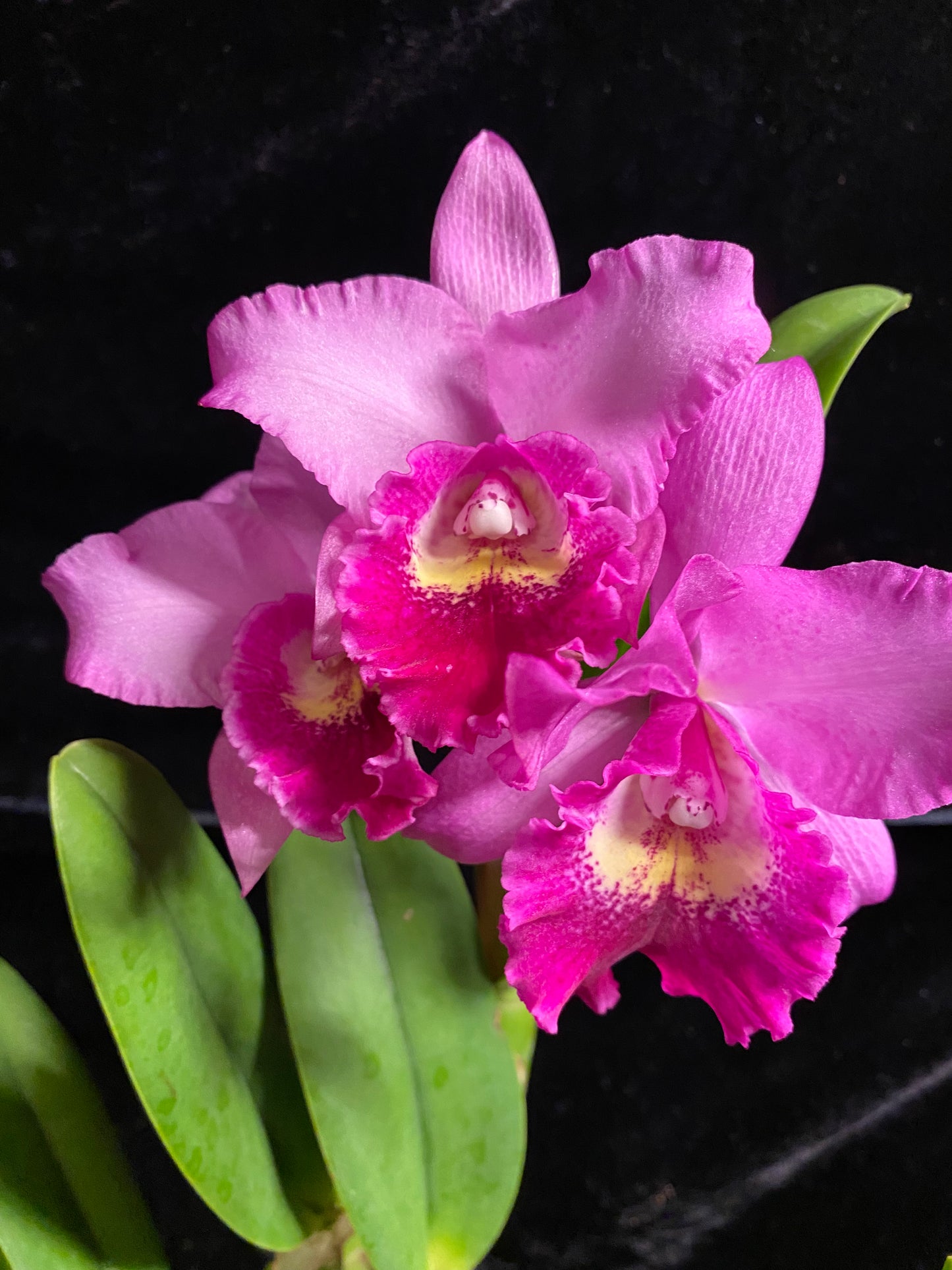 Pot. Hsinying Pink Doll 'Hsinying' in bloom or spike