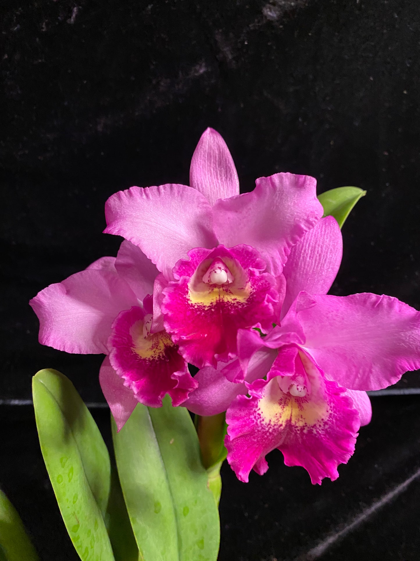 Pot. Hsinying Pink Doll 'Hsinying' in bloom or spike