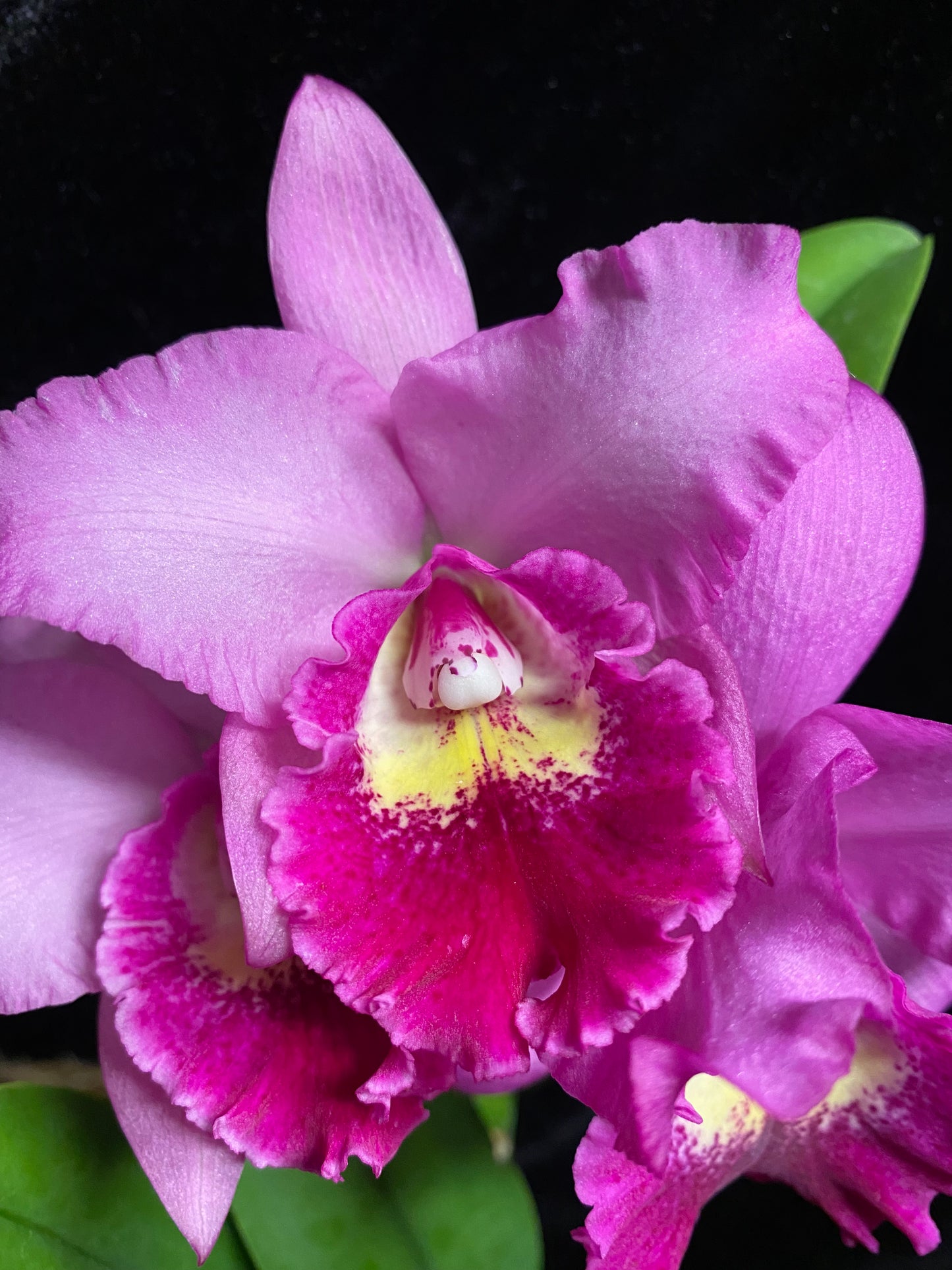 Pot. Hsinying Pink Doll 'Hsinying' in bloom or spike