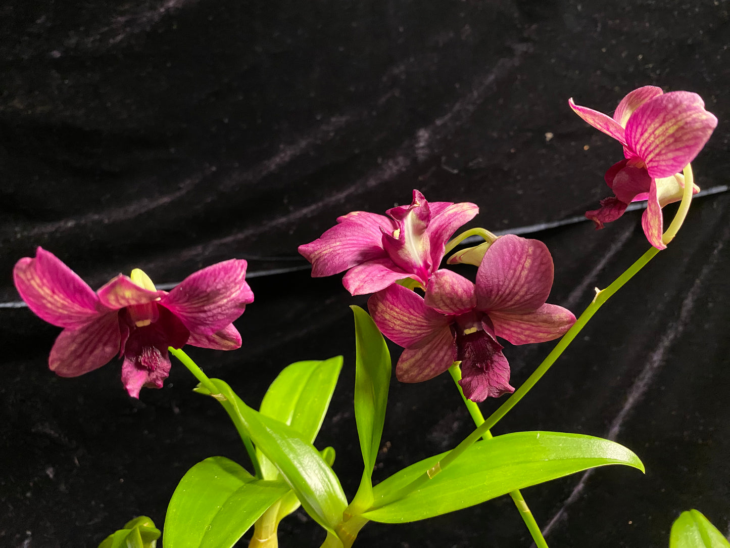 Den. Green with purple veins (new hybrid!) not in bloom or bud