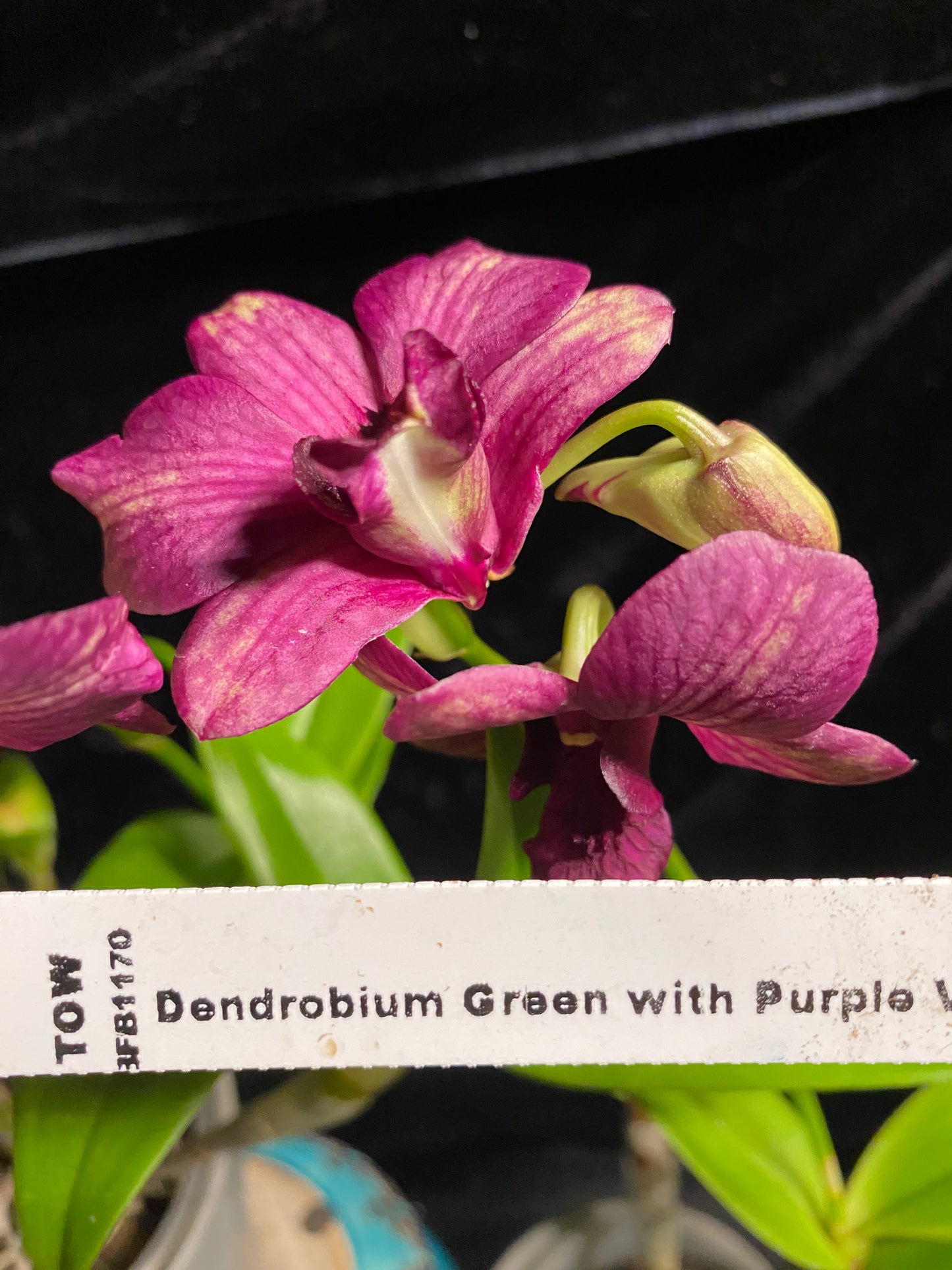 Den. Green with purple veins (new hybrid!) not in bloom or bud