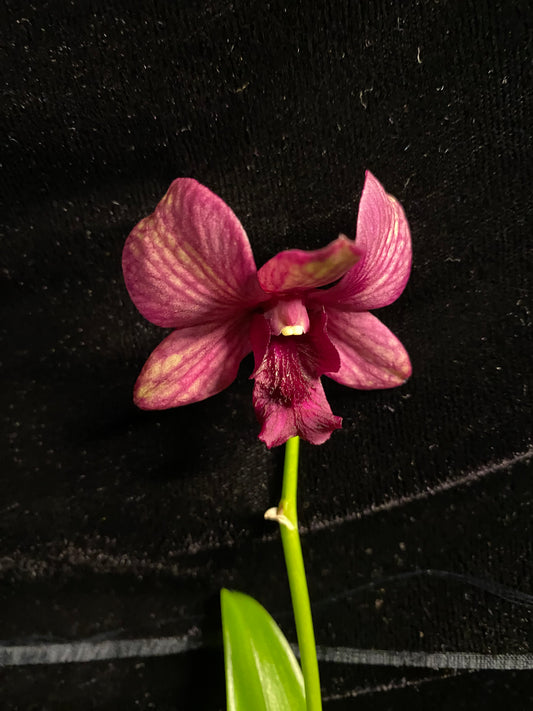 Den. Green with purple veins (new hybrid!) in bloom or bud