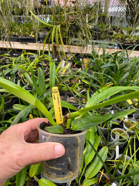 Cattleya dowiana frma Aurea 'Net Dream'