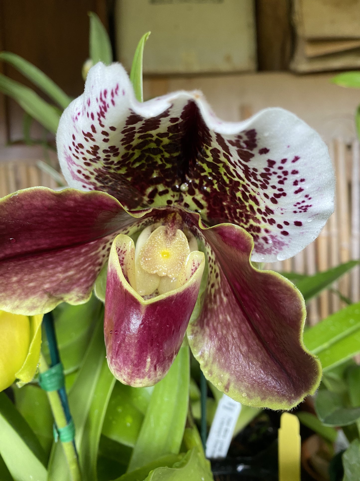 Paphiopedilum Complex, "Bulldog Variety (Growers Choice)