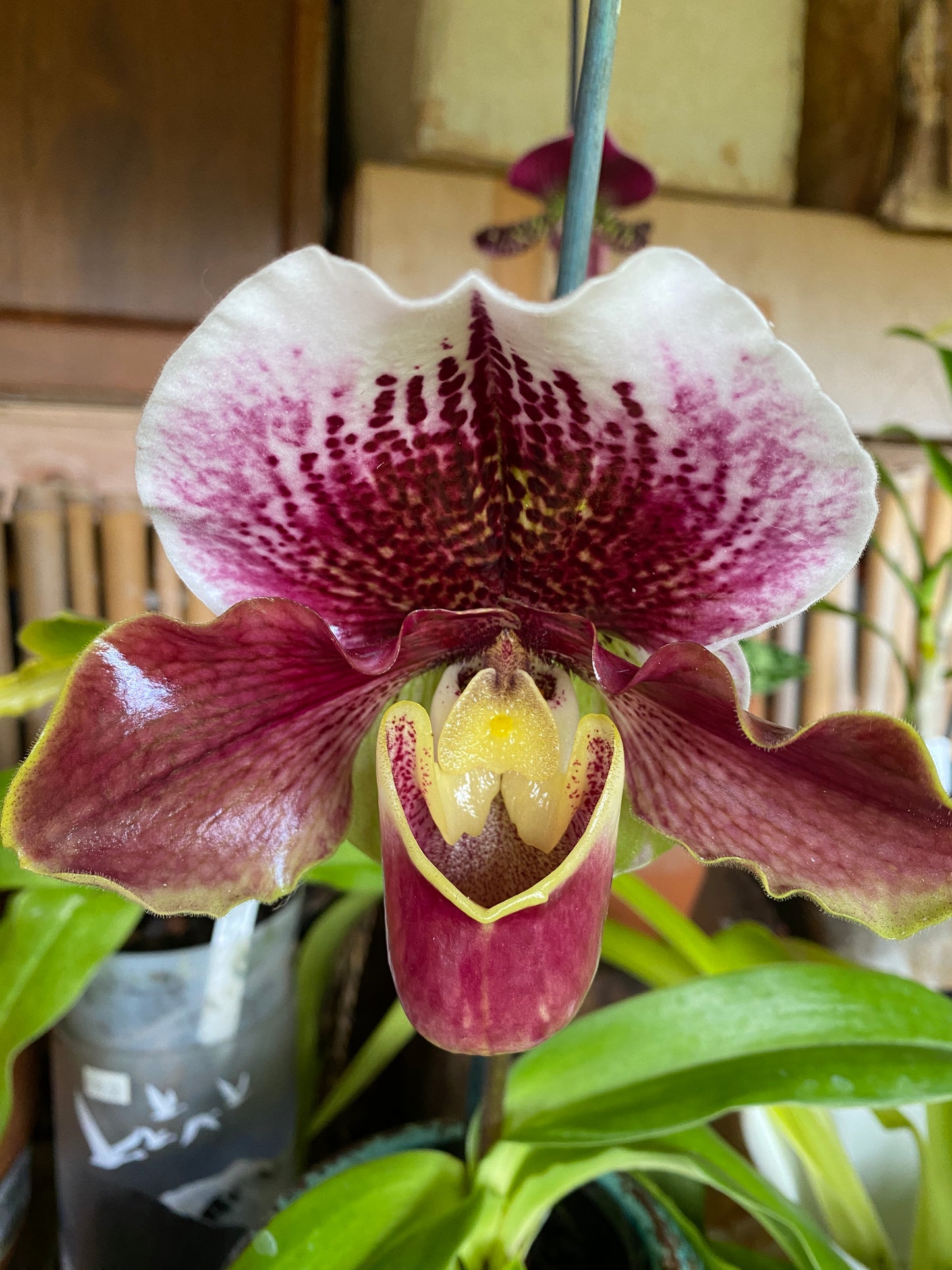 Paphiopedilum Complex, "Bulldog Variety (Growers Choice)