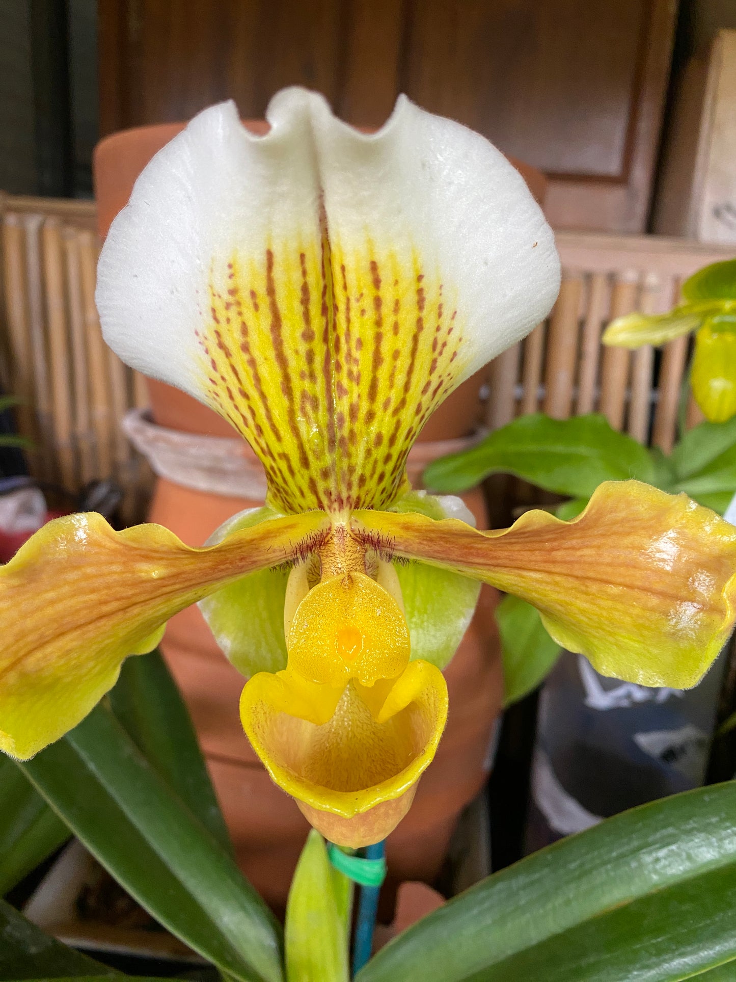 Paphiopedilum Complex, "Bulldog Variety (Growers Choice)