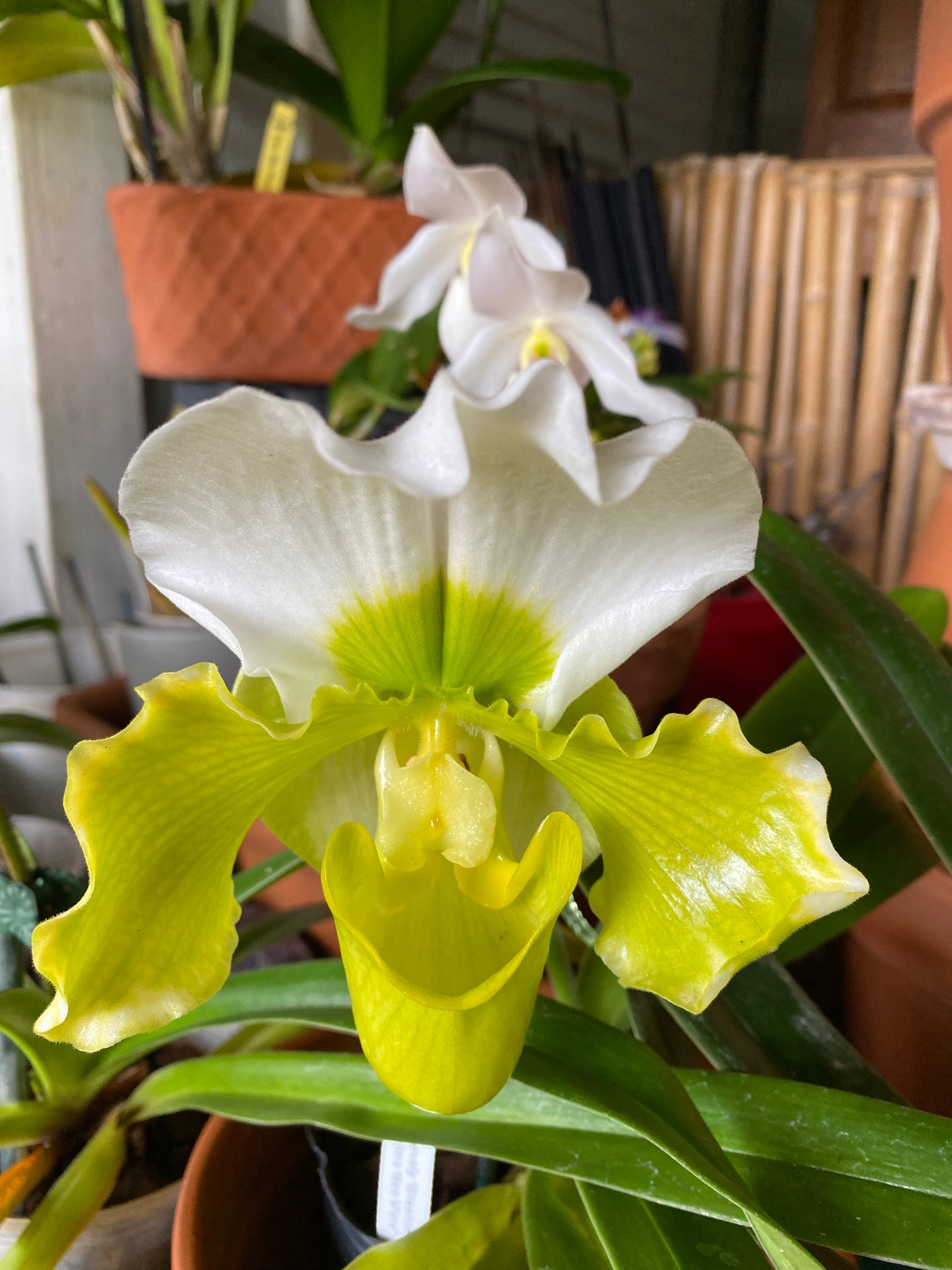 Paphiopedilum Complex, "Bulldog Variety (Growers Choice)