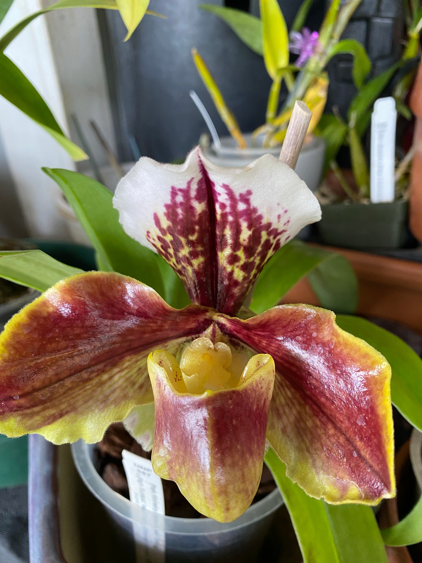 Paphiopedilum Complex, "Bulldog Variety (Growers Choice)