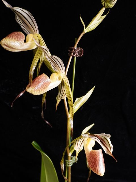 Paph. Kopingii var. Topperi x Stonei '#1 x 2008'