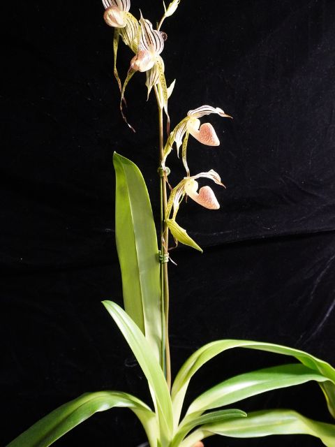 Paph. Kopingii var. Topperi x Stonei '#1 x 2008'