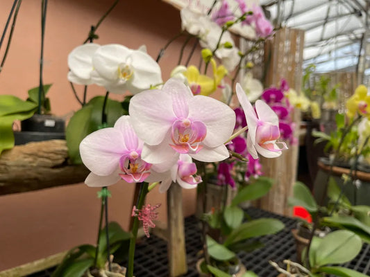 Phalaenopsis growers choice in spike