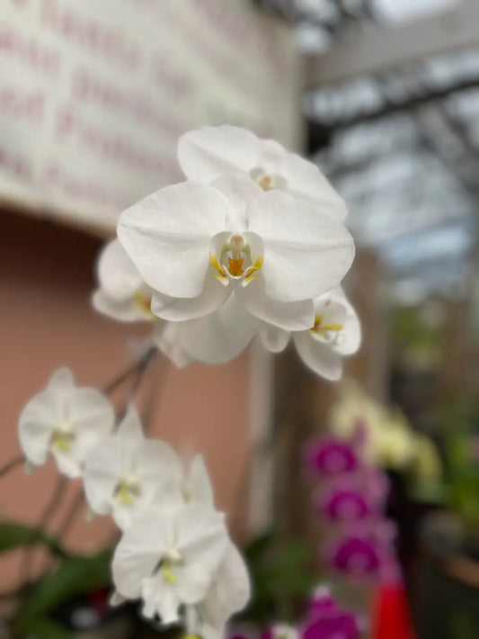 Phalaenopsis White (Moth Orchid)